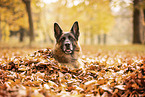 German Shepherd in autummn