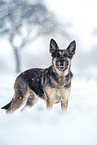 adult German Shepherd