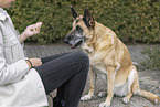 old German Shepherd