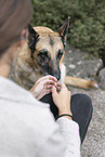 old German Shepherd