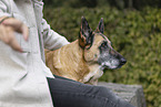 old German Shepherd