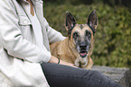 old German Shepherd