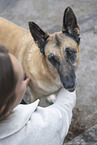 old German Shepherd