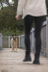 old German Shepherd