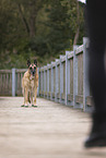old German Shepherd