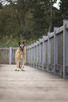 old German Shepherd