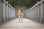 old German Shepherd