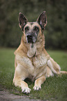 old German Shepherd