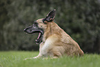old German Shepherd