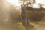old German Shepherd