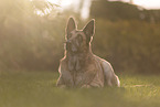old German Shepherd