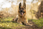 male German Shepherd