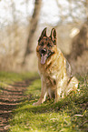 male German Shepherd