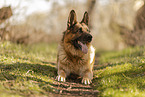 male German Shepherd
