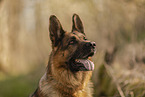 male German Shepherd