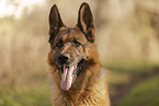 male German Shepherd