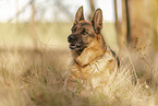 male German Shepherd