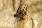 male German Shepherd