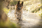 male German Shepherd