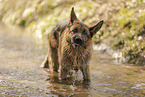 male German Shepherd