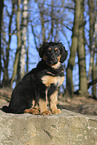 Deutscher Schferhund Puppy