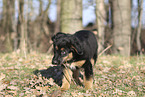 Deutscher Schferhund Puppy