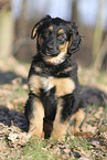Deutscher Schferhund Puppy
