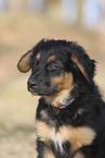 Deutscher Schferhund Puppy
