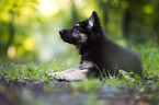 German Shepherd puppy