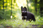 German Shepherd puppy