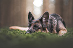 German Shepherd