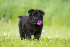 German Shepherd Puppy