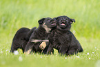 German Shepherd Puppies