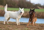shepherds