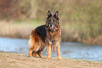 German Shepherd