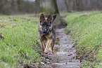 German Shepherd