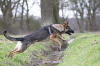 German Shepherd