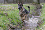 German Shepherd