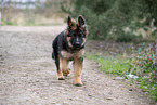German Shepherd Puppy