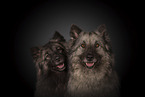 German Shepherds