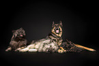 German Shepherds