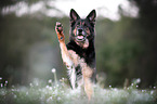 German Shepherd