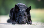 German Shepherd