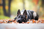 German Shepherd
