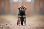 GDR German Shepherd