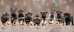 GDR German Shepherd