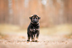 GDR German Shepherd
