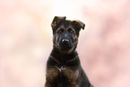 GDR German Shepherd