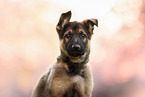 GDR German Shepherd