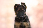GDR German Shepherd